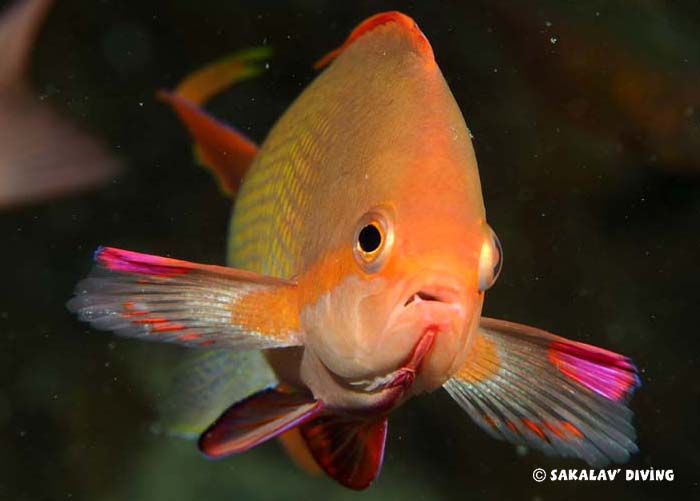 underwater diving courses photo video in Nosy Be Madagascar